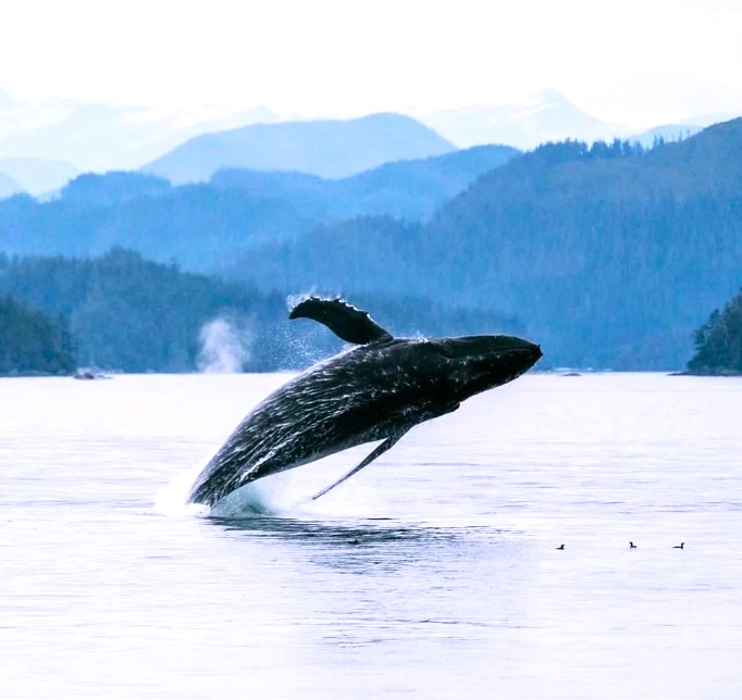 <who>Photo credit: Prince of Whales website</who>Prince of Whales Whale Watching in Victoria, Vancouver and Telegraph Cove won the 'community contribution and impact' award.