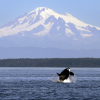 Lack of salmon may not be the problem after all for endangered orcas, report suggests