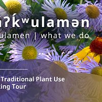 nakulamen (what we do): syilx Traditional Plant Use Walking Tour