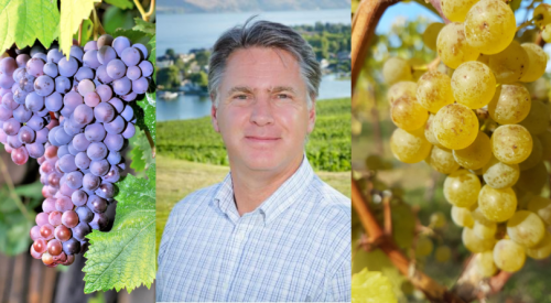 How does the Okanagan wine industry survive the disaster of no grapes in 2024?