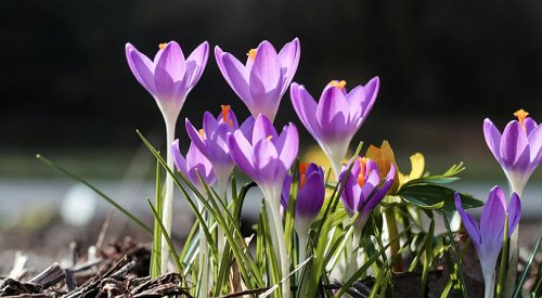 Whoa! False spring to be followed by real spring today
