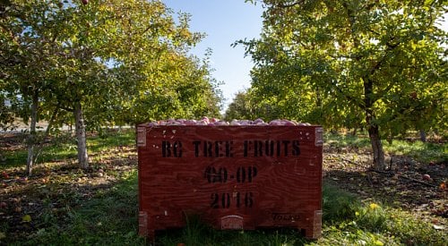 'With profound sadness' BC Tree Fruits Cooperative ceases operations