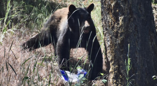 BC Conservation Officer Service says 2024 saw the lowest number of bears killed in over a decade