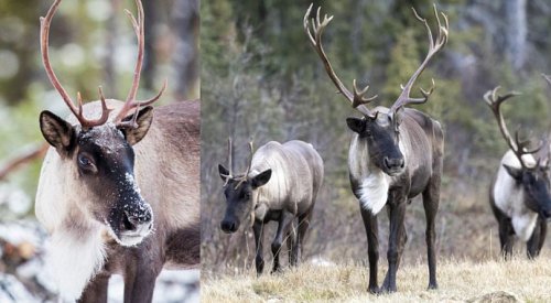 Save the southern mountain caribou, implores the Syilx Okanagan Nation