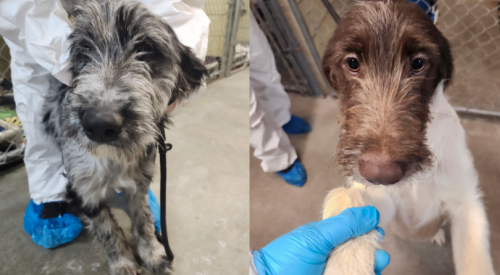 11 Labradoodle puppies surrendered to BC SCPA before Christmas