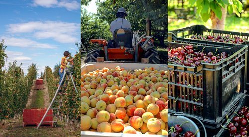 BC tree fruit growers to get their share of $10M in funding this spring