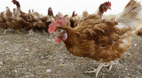 Canada purchases 500,000 doses of avian flu vaccine