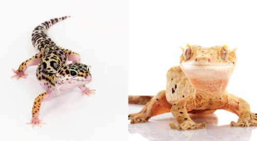 Several people hospitalized in salmonella outbreak linked to geckos